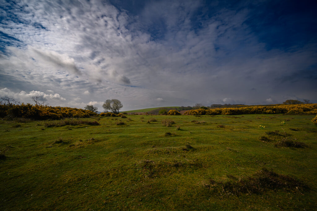 Serene Meadow Under a Dramatic Sky