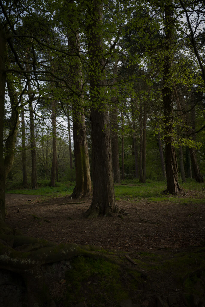 Echoes Beneath the Trees, North Hill Tank Training Ground