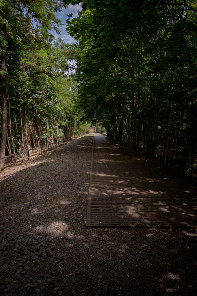 A tree lined pathway at Platform 17 in Berlin stretches into shadow and light. Once a departure point for thousands of Jews deported during the Second World War, the site now stands silent. Nature frames the track bed, where absence speaks with a weight history refuses to release.