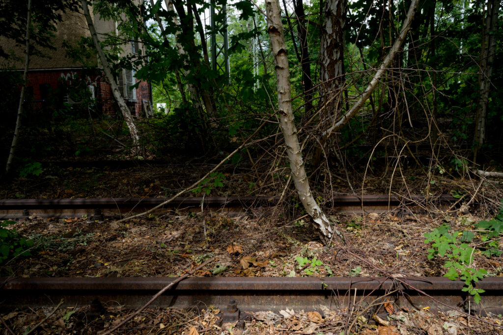This photograph shows the overgrown railway lines at Platform 17, Am Bahnhof Grunewald, Berlin. Here, thousands of Jewish men, women, and children were forced onto trains and deported to concentration camps during the Second World War. The site stands as a memorial to those who were taken.

In the frame, rusted steel tracks cut horizontally across the image. Dry leaves, twigs, and tangled undergrowth cover the sleepers. Slender birch trees rise through the ballast, their pale bark marked and peeling. Dense green foliage fills the background, partially obscuring brick structures and railway elements.

The scene is still. No trains run here now. Nature has advanced without ceremony, threading roots between iron and stone. The geometry of the railway remains visible, yet it is softened by decay and growth. The photograph holds tension between historical violence and present calm. It records a place where memory persists, even as the land attempts to reclaim the ground.
